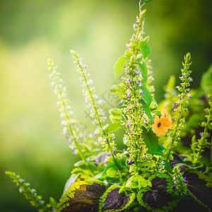 黄芩绿色的自然与花背景