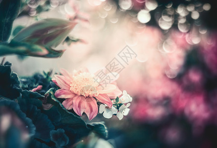 美丽的花卉背景与Bokeh,框架图片