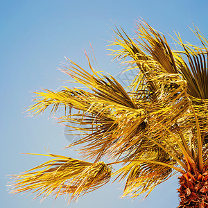 蓝天上的绿色棕榈树图片
