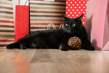 躺红色购物袋附近的只黑猫宠物的肖像图片