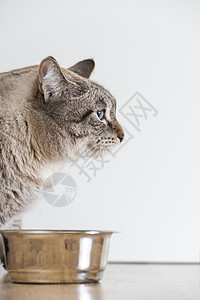 只活跃的严肃条纹猫宠物猫食物的肖像盘高清图片素材