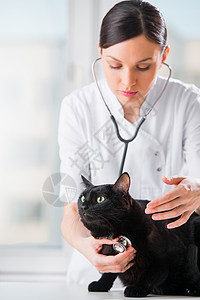 兽医诊所检查时听只猫图片