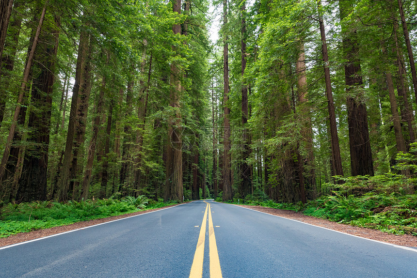 仰望红杉公园州立公园里巨人大道上沿海的红杉树图片