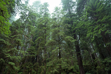 仰望红杉公园州立公园里巨人大道上沿海的红杉树高清图片
