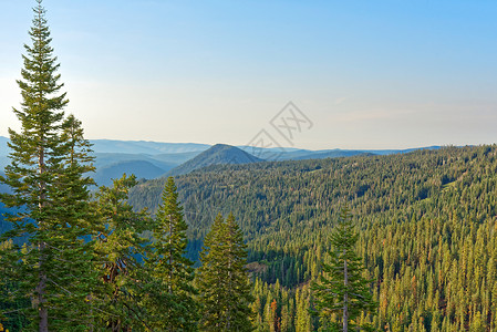 俯瞰加州拉森火山公园的针叶林背景图片