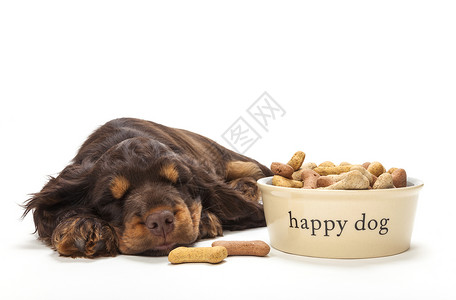 可爱的公鸡猎犬小狗睡觉的快乐狗碗骨形饼干图片