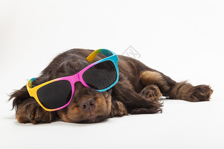 可爱的公鸡猎犬小狗睡觉,戴着太阳镜图片