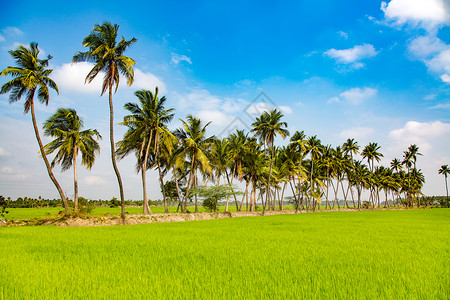 印度的稻田图片