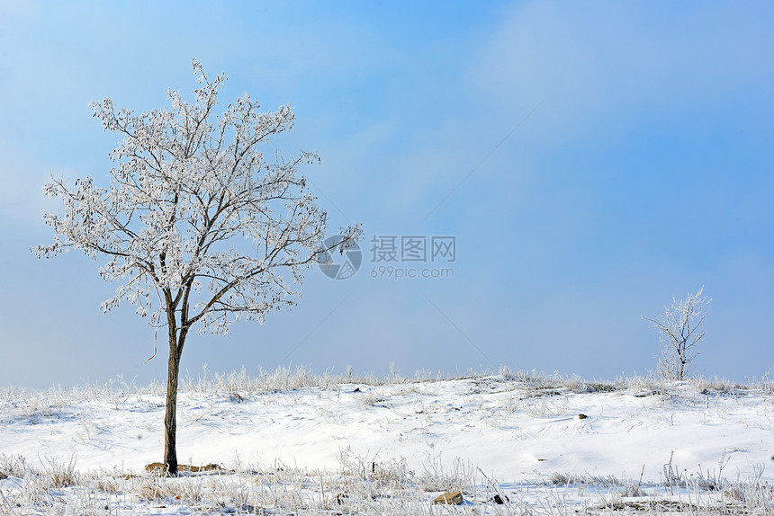 冬天田野上的冷冻树图片