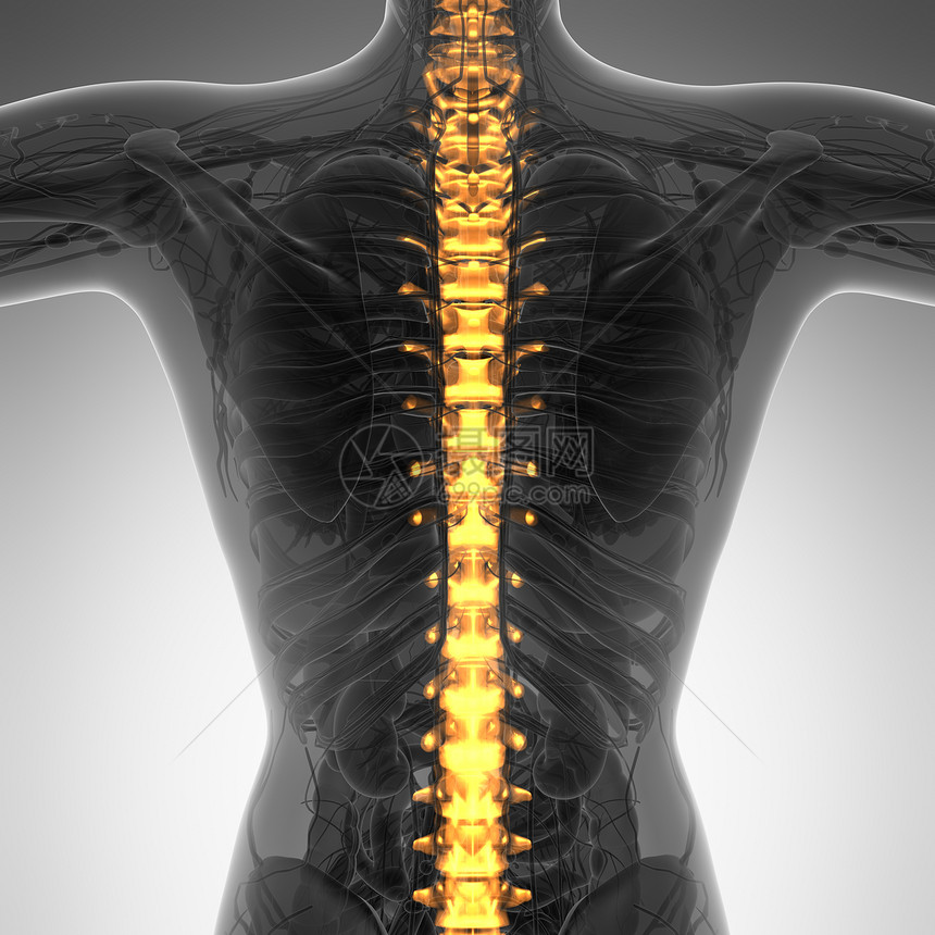 人背痛背痛,上身躯干骨架脊柱脊柱图片