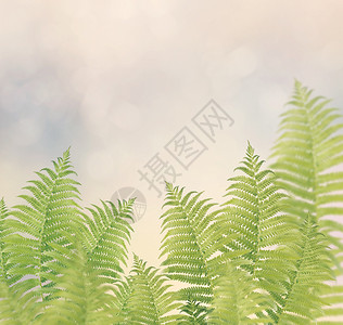 绿色蕨叶背景图片
