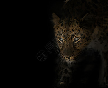 豹肖像的数字绘画背景图片