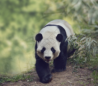 散步的熊猫大熊猫树林里散步背景