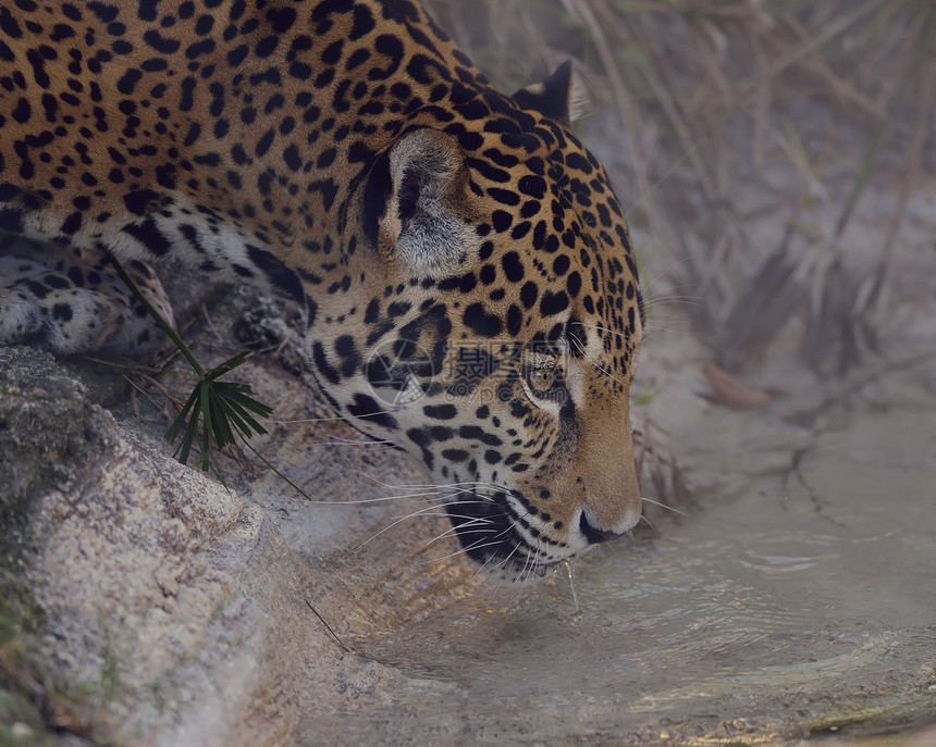 豹子喝水,特写镜头图片