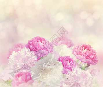 粉红色白色牡丹花图片