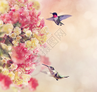 蜂鸟绕着花飞行图片