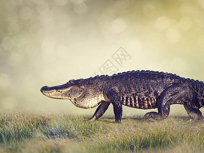 大型佛罗里达鳄鱼行走湿地图片