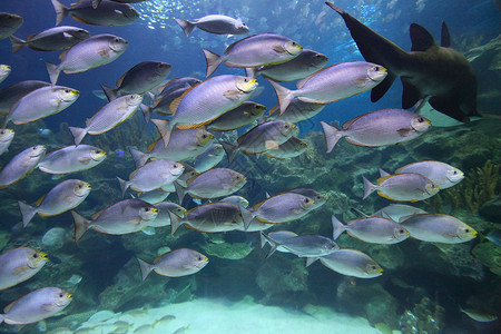 热带鱼水族馆上学,爪哇兔鱼图片