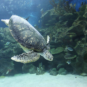 水下游泳海龟游泳海龟小鱼的水下景色背景图片