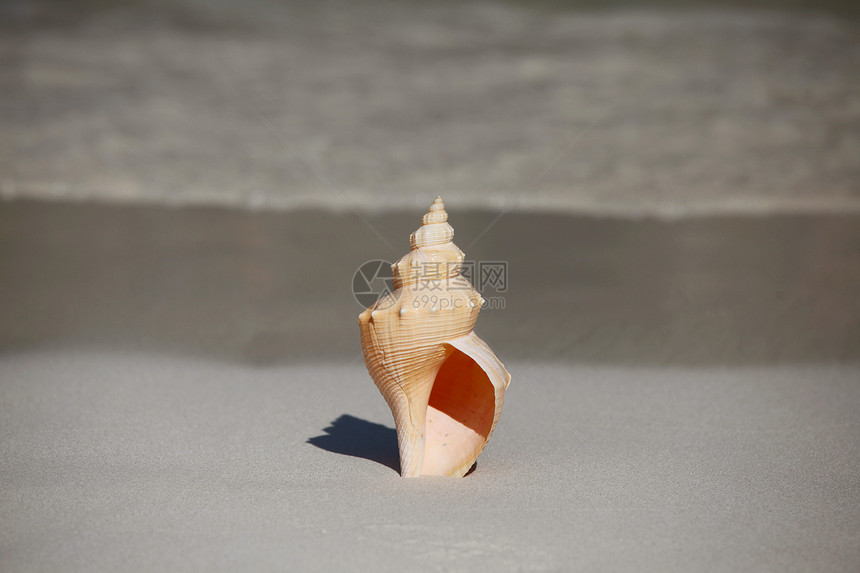 海滩上的贝壳热带海滩海浪上的贝壳图片