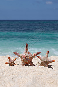 菲律宾热带海滩沙滩上的三条海星海滩上三条海星高清图片