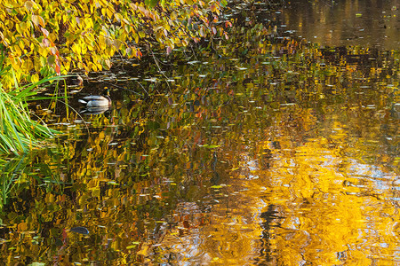 秋天池塘里的鸭子秋天公园的池塘里,两只野鸭水里图片