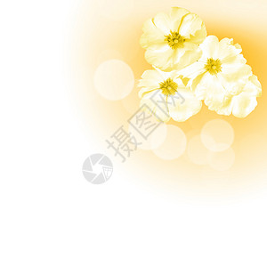 白色背景下彩色花朵的图片背景图片