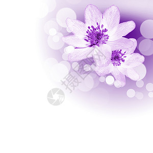 白色背景下彩色花朵的图片背景图片