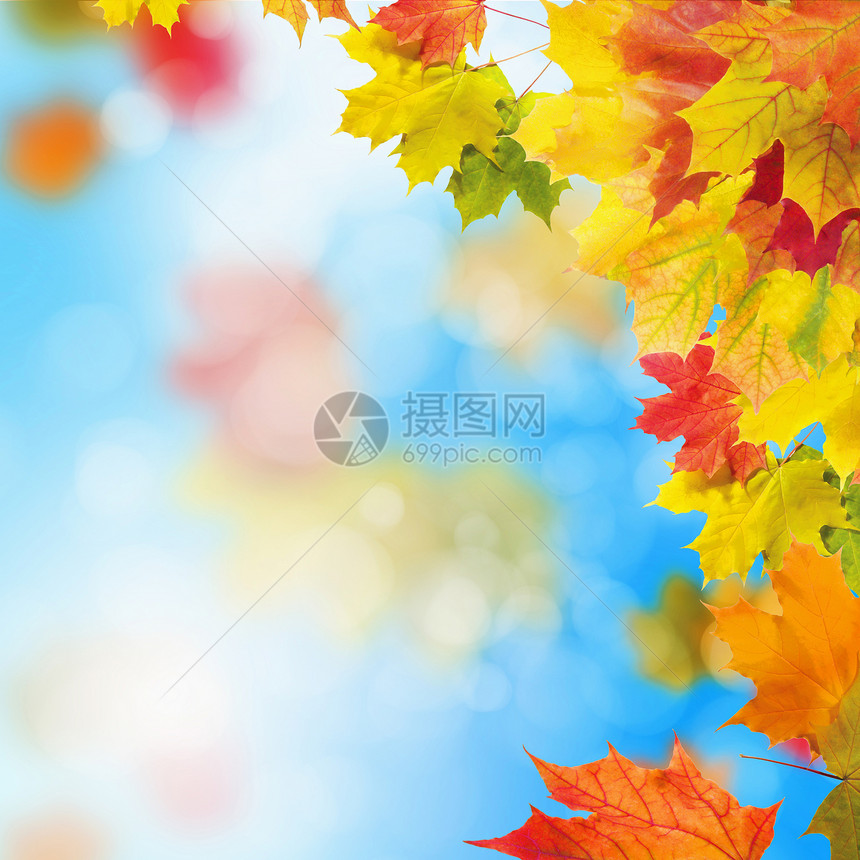 红黄的叶子映衬着明亮的蓝天波克效应图片