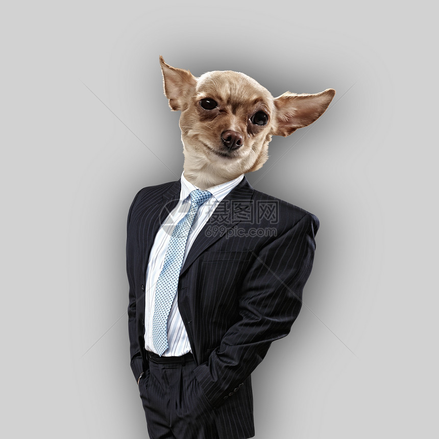 穿着西装的狗的滑稽肖像抽象背景上穿西装的狗的滑稽肖像拼贴图片