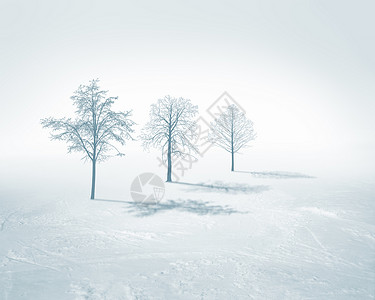白色背景上白色雪树的图像背景图片