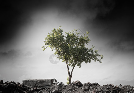 新生活的诞生站废墟上的绿树的形象图片