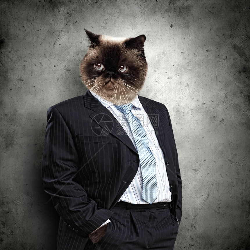 穿着西装的滑稽毛茸茸的猫穿着西装商人的滑稽毛茸茸的猫拼贴图片