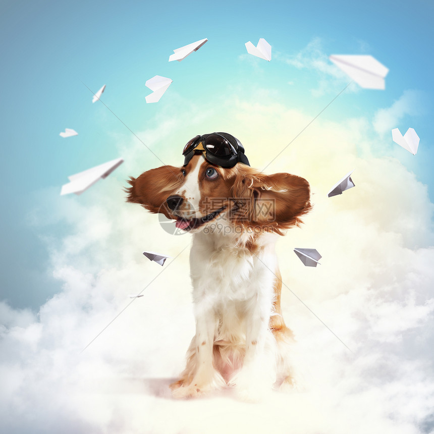戴头盔飞行员的狗子拼贴只戴头盔的狗飞行员天空的梦想趣的拼贴画图片