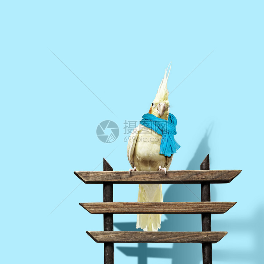 戴围巾的滑稽鹦鹉戴围巾的黄色鹦鹉的形象图片