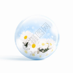 甘菊花璃球体内的新鲜的甘菊花图片