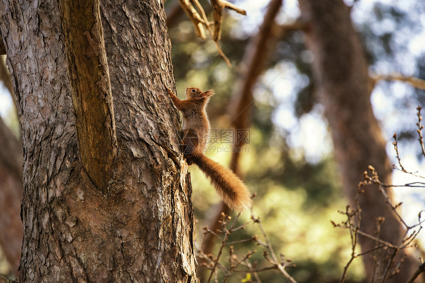 美丽的红松鼠,寻常的爬树图片
