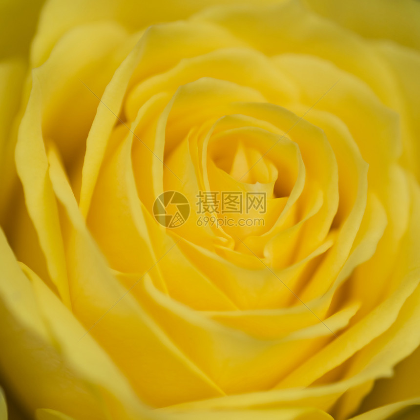 观特写美丽生机勃勃的黄色玫瑰图片