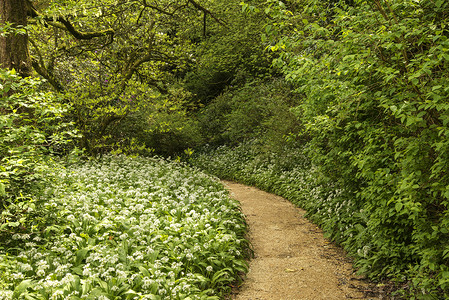 野生大蒜生长郁郁葱葱的绿色林地中的春季景观形象英语高清图片素材
