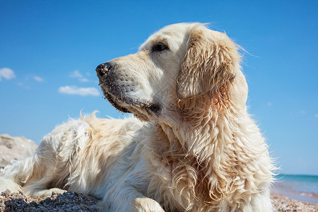 蓝天白云下趴在沙滩上的狗背景图片