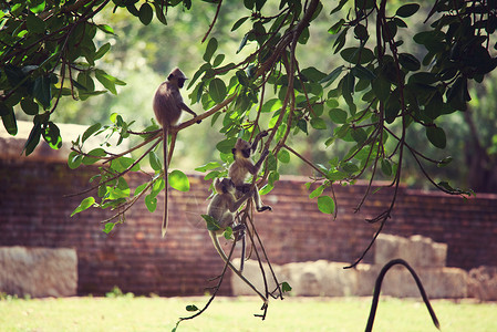 斯里兰卡Anuradhapura的猴子图片
