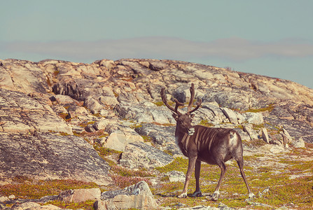 挪威的驯鹿背景图片