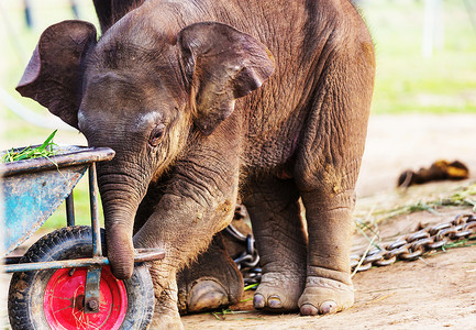 尼泊尔奇温公园的小象图片素材