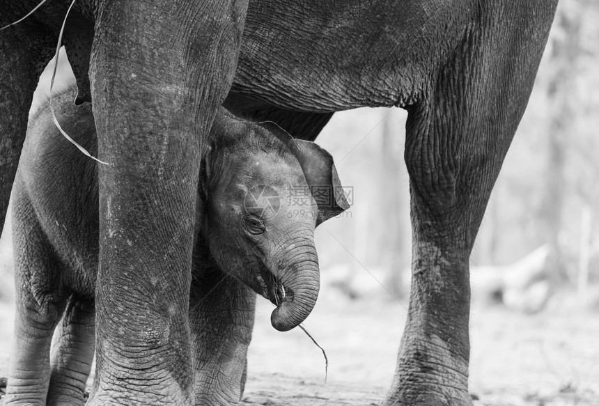 尼泊尔奇温公园的小象图片