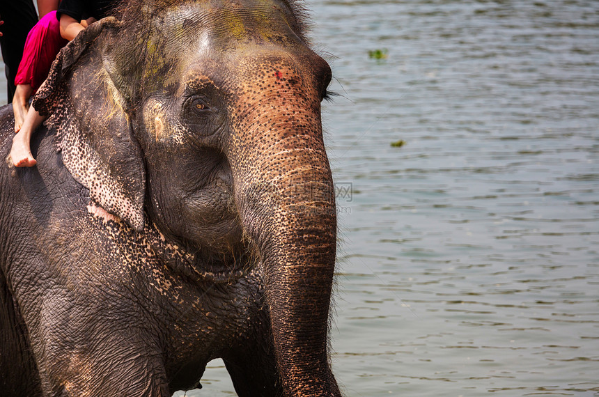 大象河里洗澡,尼泊尔奇旺图片