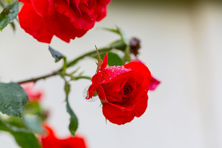 红玫瑰,特写镜头图片