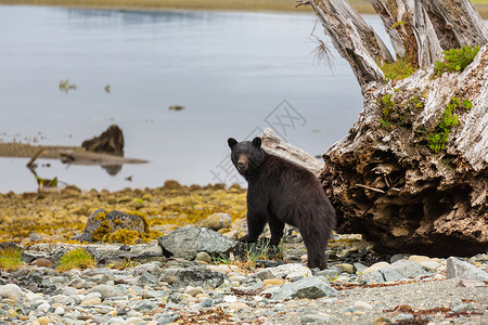 森林里的黑熊荒野高清图片素材
