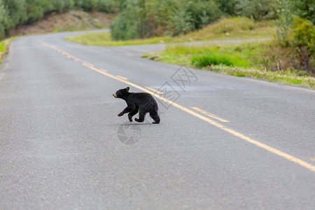 森林里的黑熊公园高清图片素材