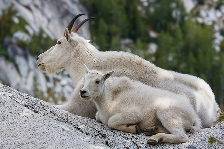 瀑布山的野山羊高清图片