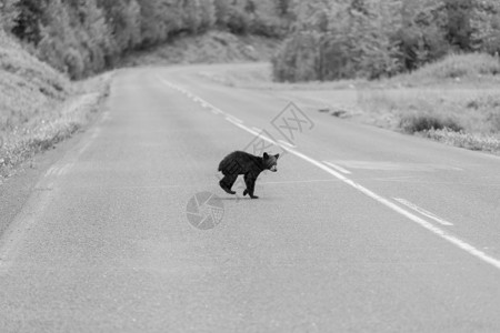 森林里的黑熊环境高清图片素材